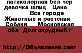патиколорная бел/чер девочка шпиц › Цена ­ 15 000 - Все города Животные и растения » Собаки   . Московская обл.,Долгопрудный г.